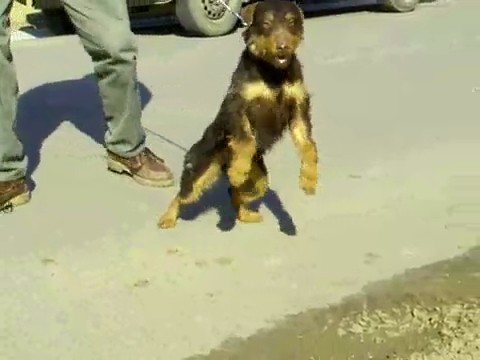 Sarreti Vadasz Celli