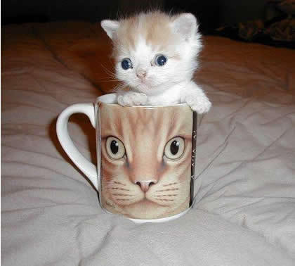 CupOKitty