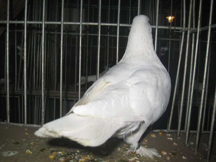 IMG_2092 - Pancevo 25 27-02-2011