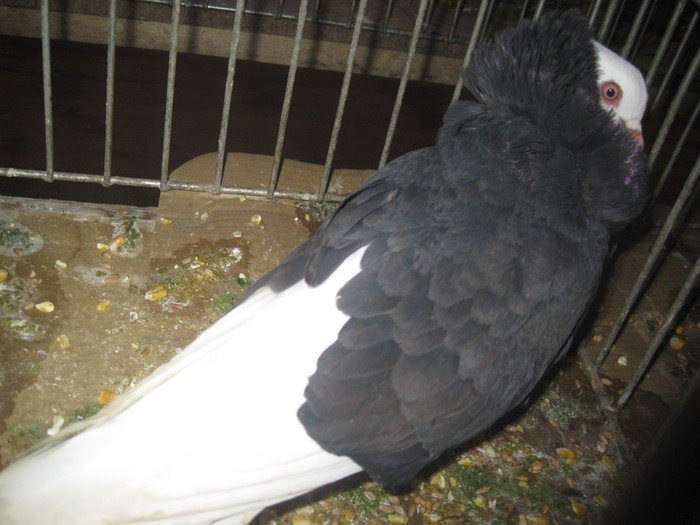 IMG_2101 - Pancevo 25 27-02-2011