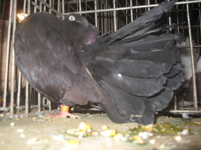 IMG_2107 - Pancevo 25 27-02-2011