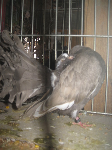 IMG_2116 - Pancevo 25 27-02-2011