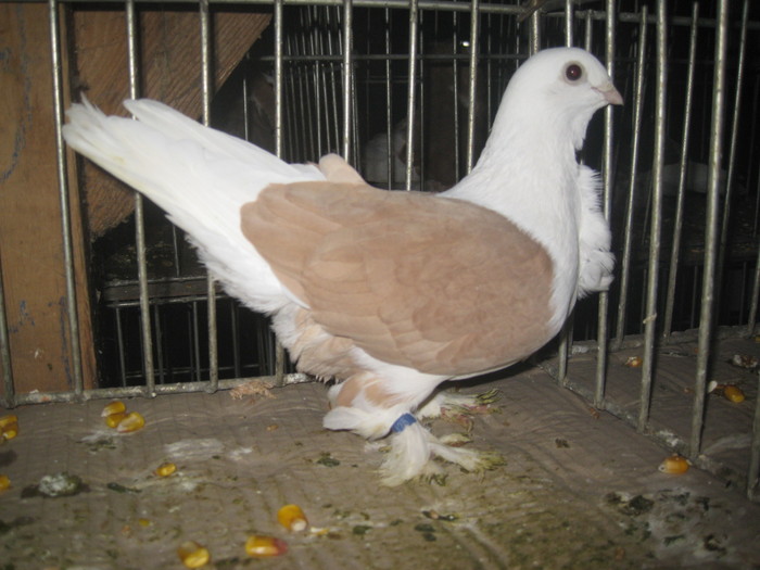 IMG_2125 - Pancevo 25 27-02-2011