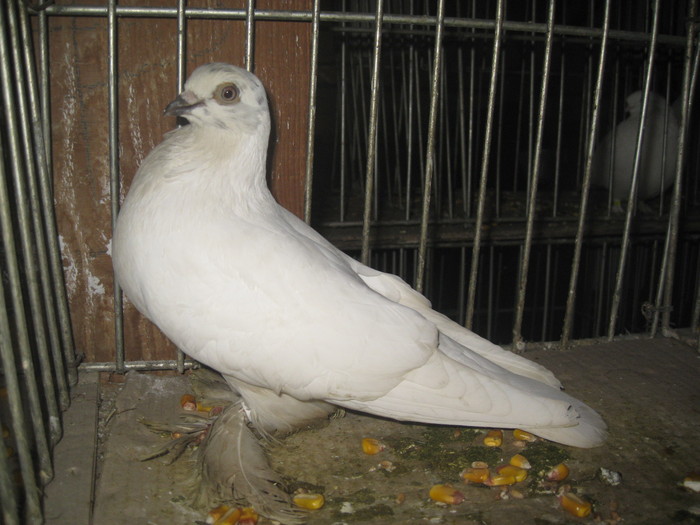IMG_2132 - Pancevo 25 27-02-2011