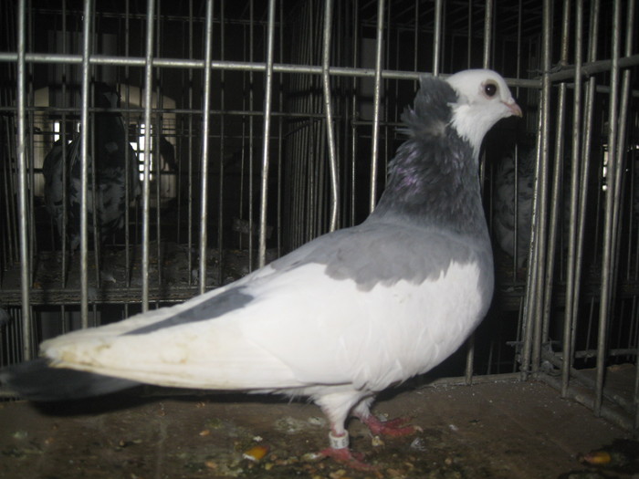 IMG_2152 - Pancevo 25 27-02-2011
