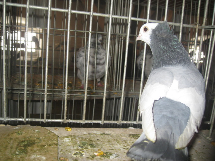 IMG_2153 - Pancevo 25 27-02-2011
