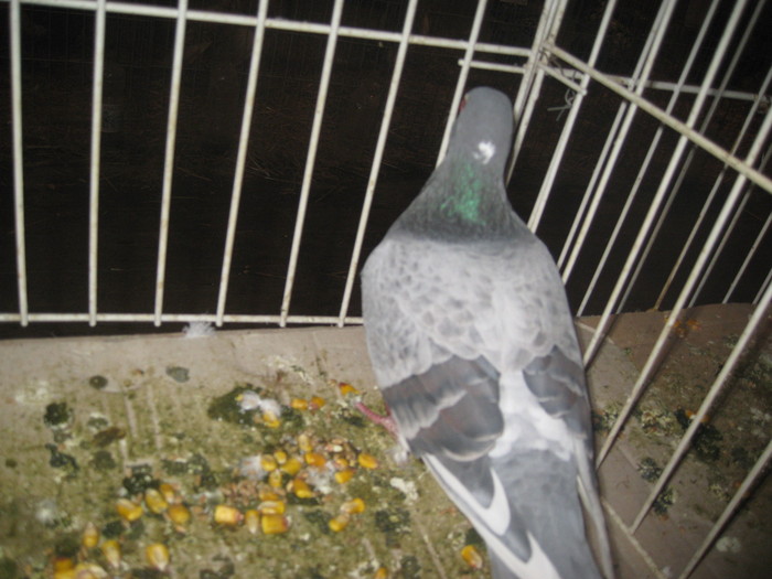 IMG_2178 - Pancevo 25 27-02-2011