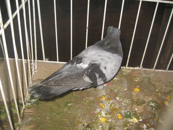 IMG_2180 - Pancevo 25 27-02-2011