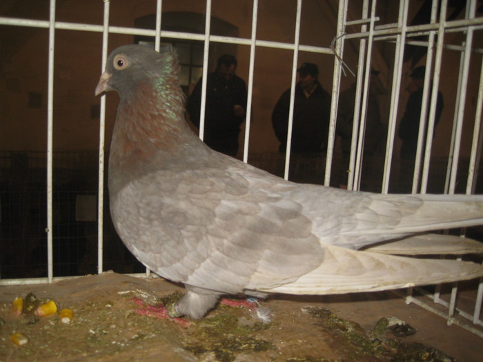 IMG_2189 - Pancevo 25 27-02-2011