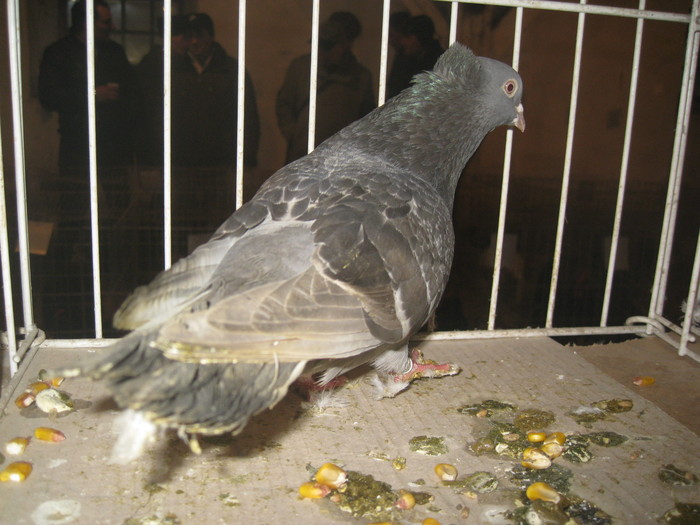IMG_2195 - Pancevo 25 27-02-2011