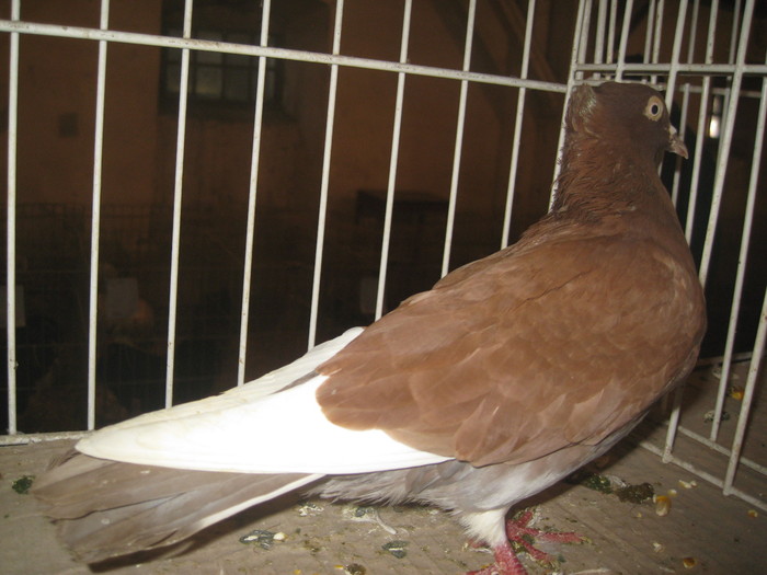 IMG_2201 - Pancevo 25 27-02-2011