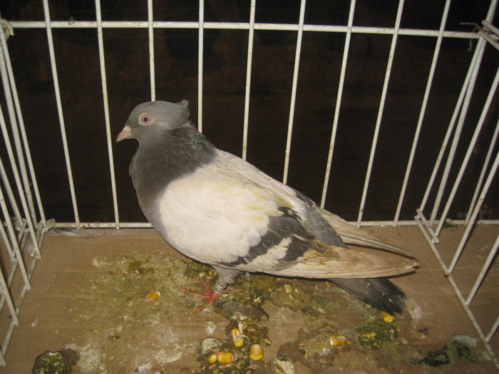 IMG_2203 - Pancevo 25 27-02-2011
