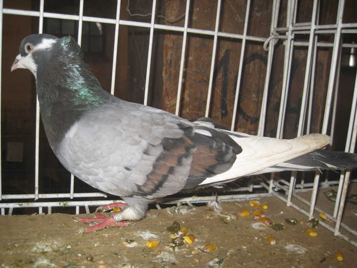 IMG_2204 - Pancevo 25 27-02-2011