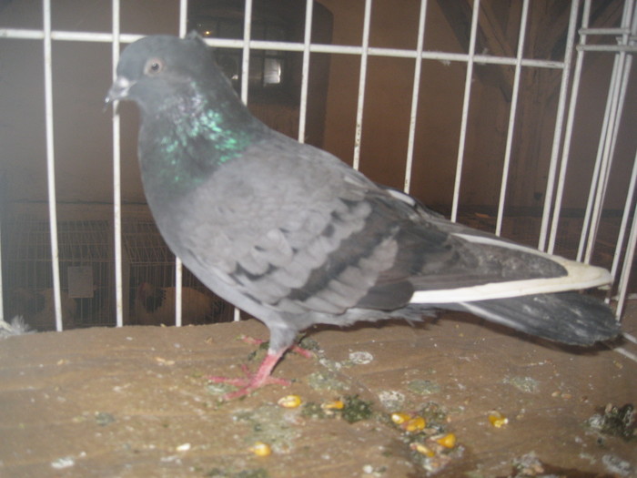 IMG_2210 - Pancevo 25 27-02-2011