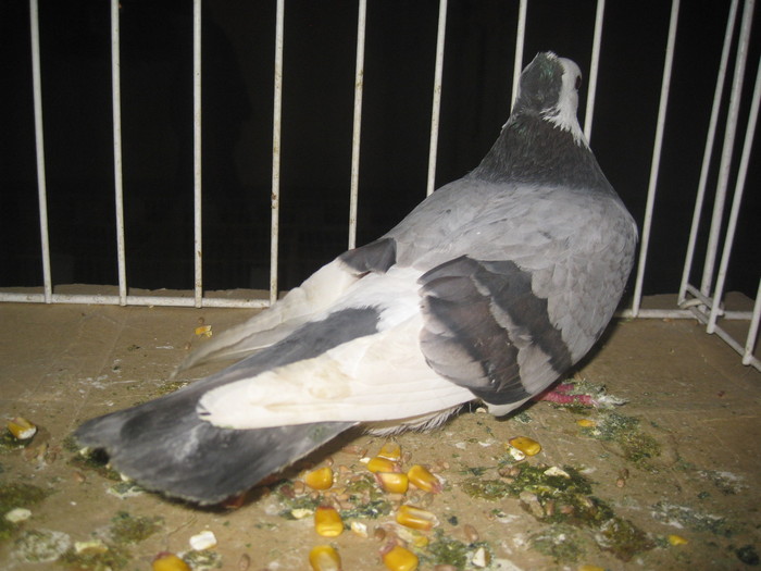 IMG_2221 - Pancevo 25 27-02-2011