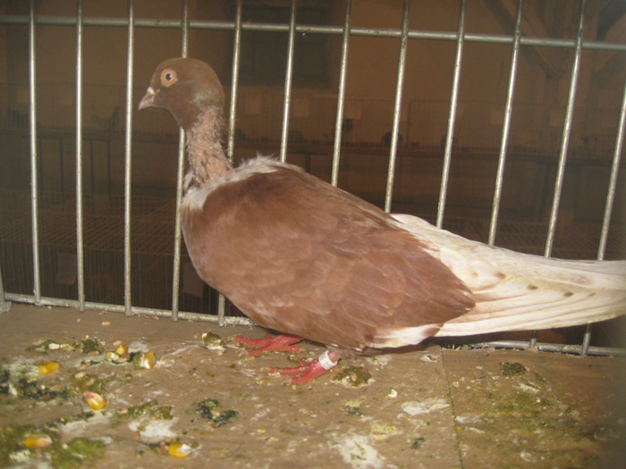 IMG_2226 - Pancevo 25 27-02-2011