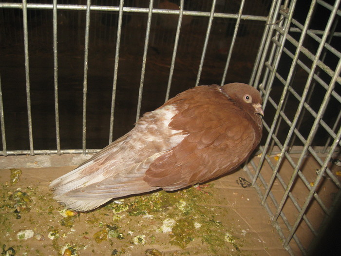 IMG_2227 - Pancevo 25 27-02-2011