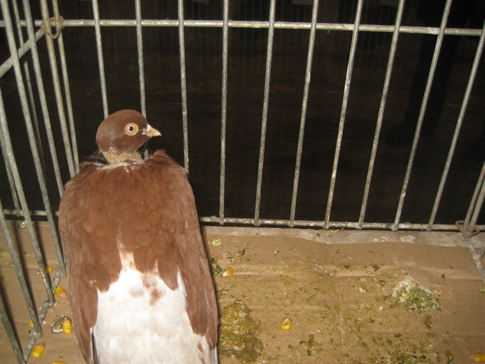 IMG_2228 - Pancevo 25 27-02-2011