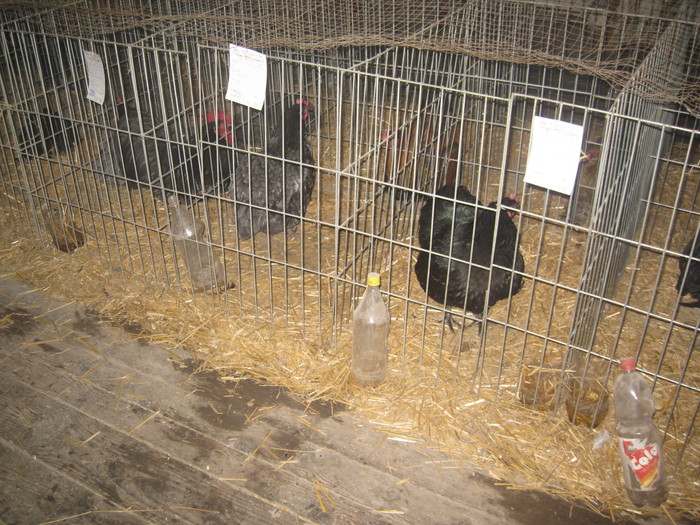 IMG_2240 - Pancevo 25 27-02-2011