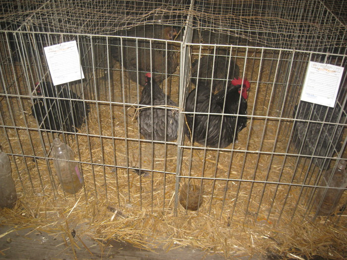 IMG_2241 - Pancevo 25 27-02-2011