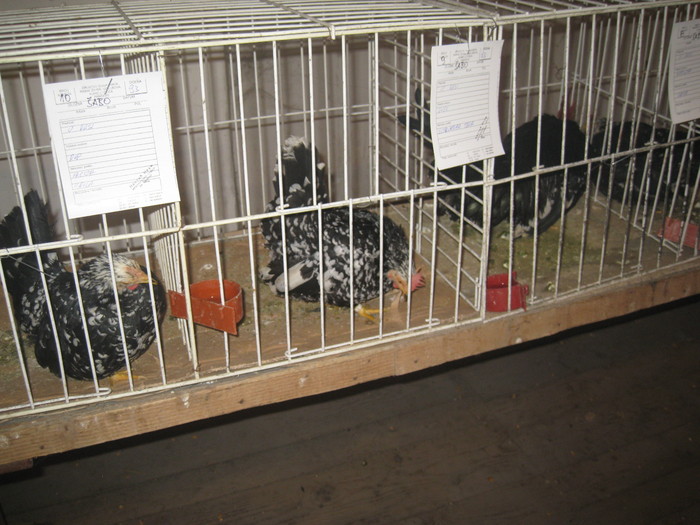 IMG_2287 - Pancevo 25 27-02-2011