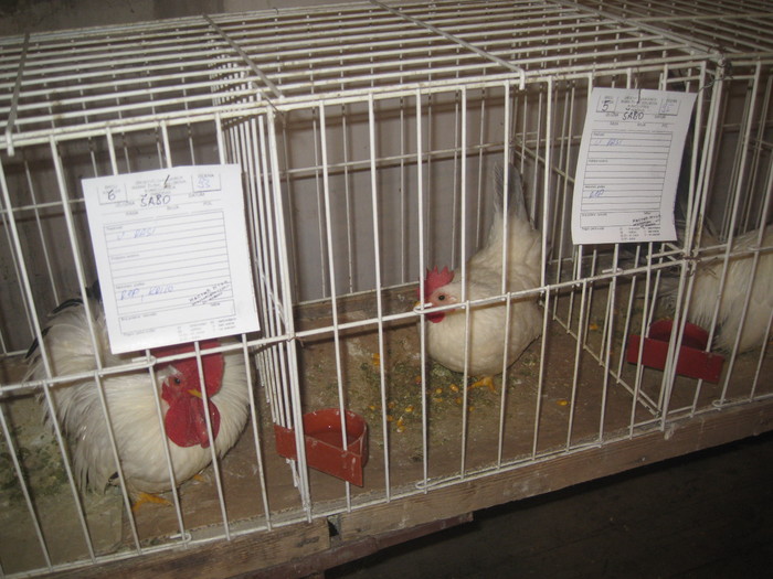 IMG_2288 - Pancevo 25 27-02-2011