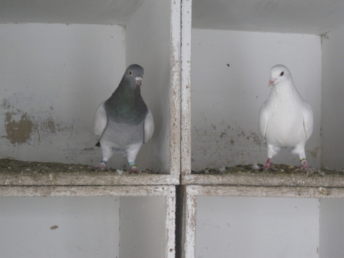 IMG_2472 - Traicovic Dragan