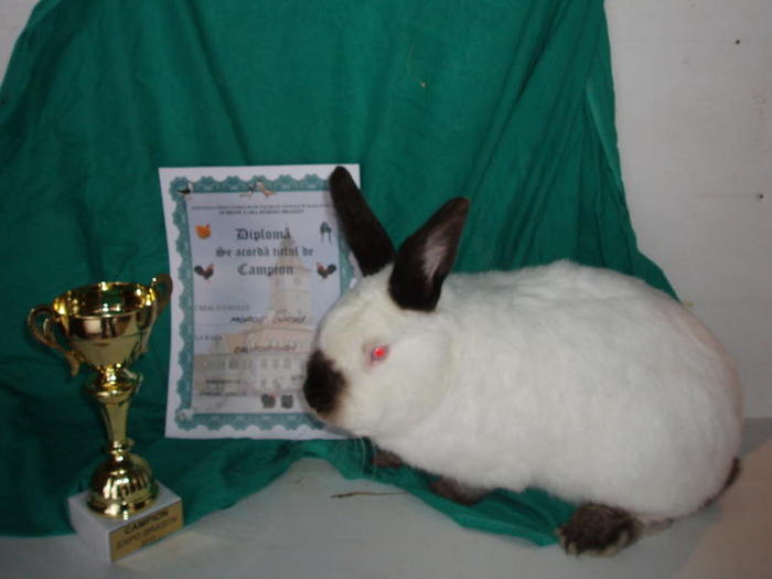 campion Brasov -Californian - 7-anunt important