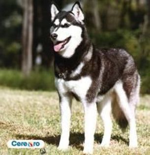 img(1) - Husky