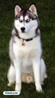 img(4) - Husky