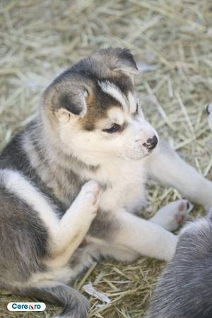 img(8) - Husky