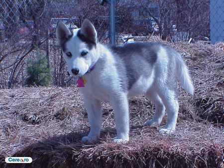 img(9) - Husky