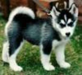 img(12) - Husky