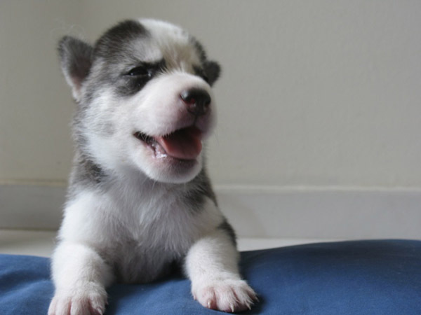 img(15) - Husky