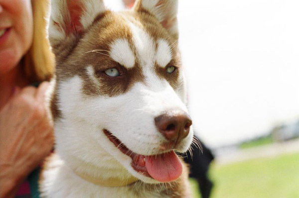 img(30) - Husky