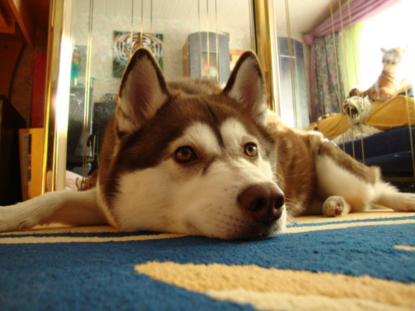img(31) - Husky