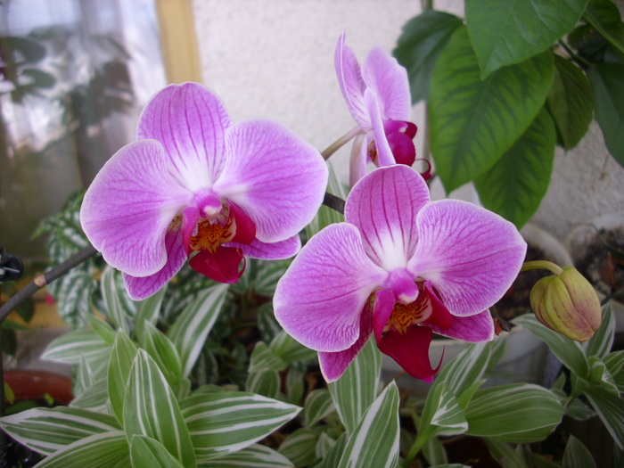 orhidee - Flori