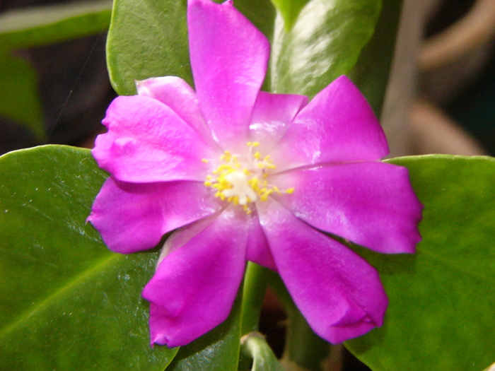 pereskia sacharosa - Cactusi