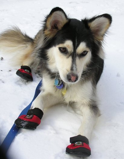 1 - Husky