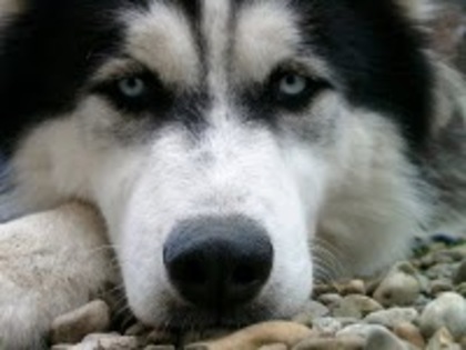 5 - Husky