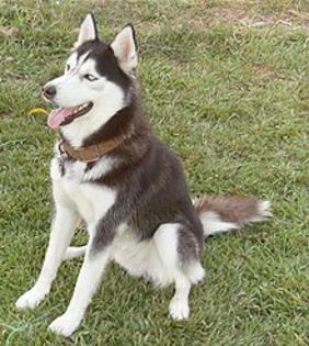 9 - Husky
