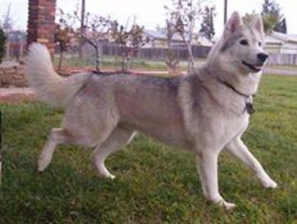 10 - Husky