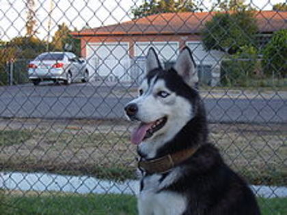 11 - Husky
