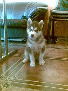 15 - Husky
