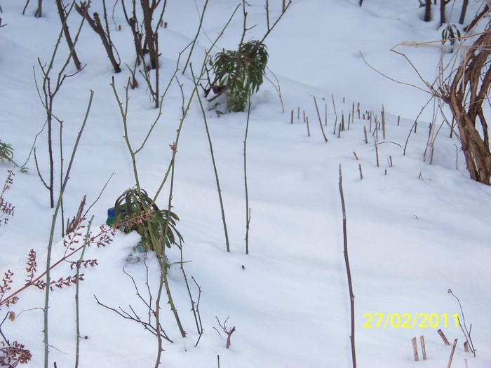 100_9431 - Iarna 2010  2011