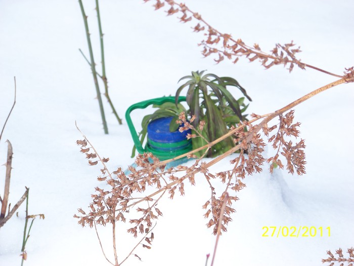 100_9432 - Iarna 2010  2011