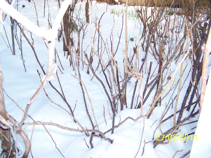 100_9441 - Iarna 2010  2011