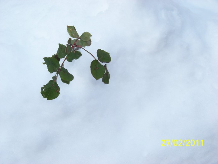 100_9444 - Iarna 2010  2011