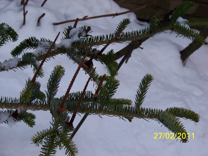 100_9456 - Iarna 2010  2011