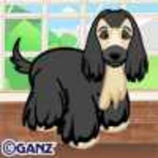 afghan hound - Animalute Webkinz